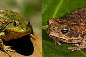 Co se liší žába a ropucha?