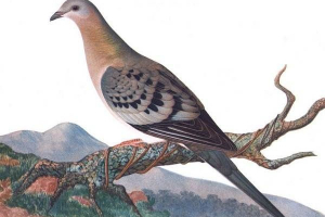 Černá zvířecí kniha. Zvířata uvedená v černé knize Černá zvířecí kniha. Zvířata uvedená v černé knize