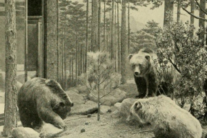 Černá zvířecí kniha Černá zvířecí kniha