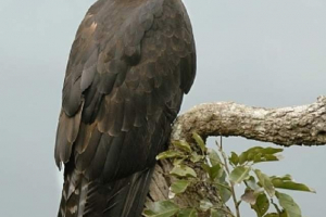 Černý orel - pták, který nikdy sedí na místě Černý orel - pták, který nikdy sedí na místě