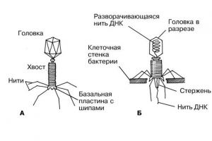 Co je bakteriofágy?
