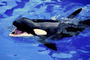 Cook killets uložený rybáři z magadan Cook killets uložený rybáři z magadan