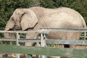 Wildlick číny zaplavila 15 aut Wildlick číny zaplavila 15 aut