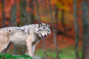 Wolf zpráva pro děti: vzhled a životní styl Wolf zpráva pro děti: vzhled a životní styl