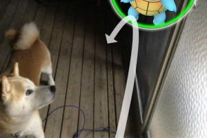 Domácí zvířata viz pokemon