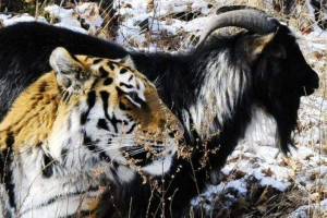 Přátelství koza a tygr z primorského safari parku dobyl internet Přátelství koza a tygr z primorského safari parku dobyl internet