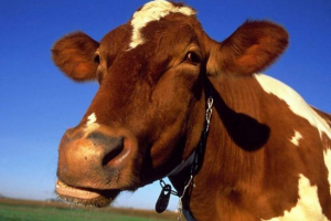 Nehoda v kuzbass: motocyklista se srazil s krávou