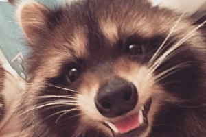 Raccoon fedor z moskvy se stal hvězdou Raccoon fedor z moskvy se stal hvězdou