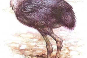 Forakos - starověký obří pták Forakos - starověký obří pták