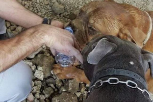 Francouz zachránil pohřbený pes naživu