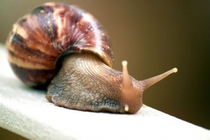 Obří akhatin Obří akhatin