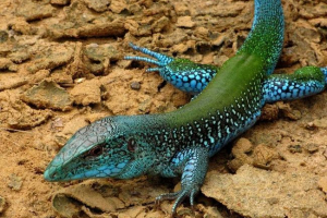 Obří aive: popis, foto rizary Obří aive: popis, foto rizary