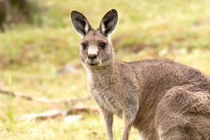 Obří klokan Obří klokan