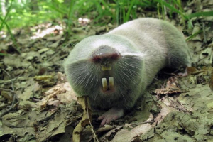 Obří slepý Obří slepý