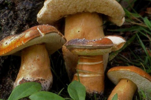 Gores kaštany Gores kaštany