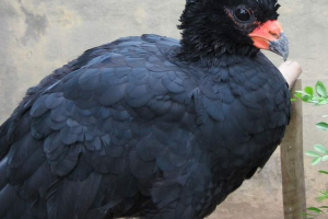 Goko - dřevěná kuřata