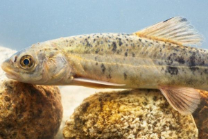 Nahý osman Nahý osman