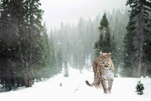 Jak se divoká zvířata připravují na zimu? Jak se divoká zvířata připravují na zimu?