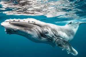 Humpback velryby chrání jiné zvířata