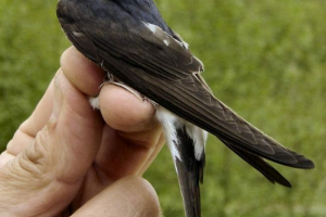 Městský polykat. Foto ptáků Městský polykat. Foto ptáků