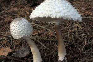 Houba - dívčí deštník Houba - dívčí deštník