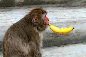 Charakteristika a příklady všežravých zvířat