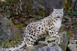 Red book of buryatia Red book of buryatia