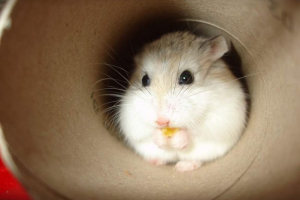 Hamster-traveler Hamster-traveler