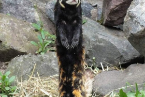 Charek průvodce: popis a životní styl dravého savce Charek průvodce: popis a životní styl dravého savce