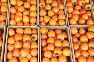 Tomel o královně Tomel o královně