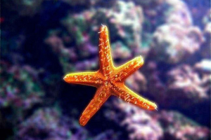 Co a jak jíst starfishes?