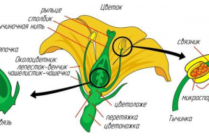 Jaké části tvoří květina? Jména, popis a schéma Jaké části tvoří květina? Jména, popis a schéma
