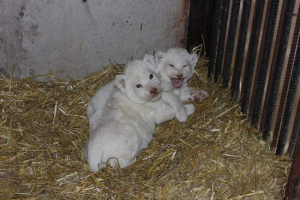 Yaroslavl zoo ukázal veřejnosti bílého lva Yaroslavl zoo ukázal veřejnosti bílého lva