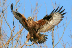 Hawk-tetherian