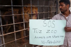 Jemenská okresní zoo je oživena Jemenská okresní zoo je oživena