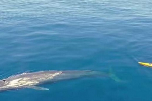 Kayaker odstranil video jeho společného plavání s modrou velrybou