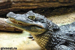 Cayman crocodile. Lifestyle a habitat cayman