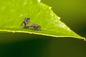 Jak se chovec hmyzu? Jak se chovec hmyzu?