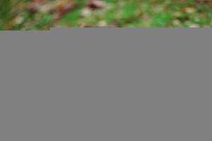 Co vypadá jako jezevec?