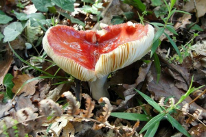 Jaké houby jsou uvedeny v červené knize ruska? Seznam, vlastnosti a fotky Jaké houby jsou uvedeny v červené knize ruska? Seznam, vlastnosti a fotky