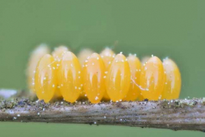 Jaký hmyz vložil vejce?