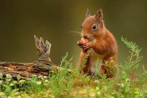 Jaké jsou potravinové řetězy?