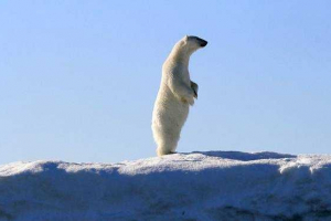 Jakou velikost a hmotnost ledního medvěda?