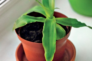 Callisia voňavý Callisia voňavý