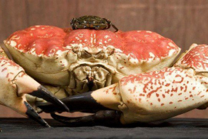 Kamchatsky crab