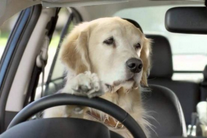 Kanadští psi unesli auto