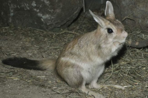 Kapsky draka a jeho rysy Kapsky draka a jeho rysy