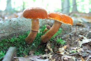 Kaštanová houba Kaštanová houba