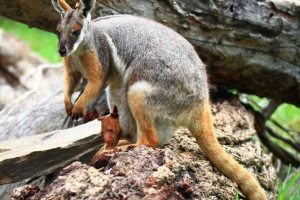 Kangaroo přijal někoho jiného