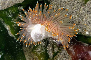 Gastrupody class: popis, typy, funkce a fotografie buchetic mollusks Gastrupody class: popis, typy, funkce a fotografie buchetic mollusks